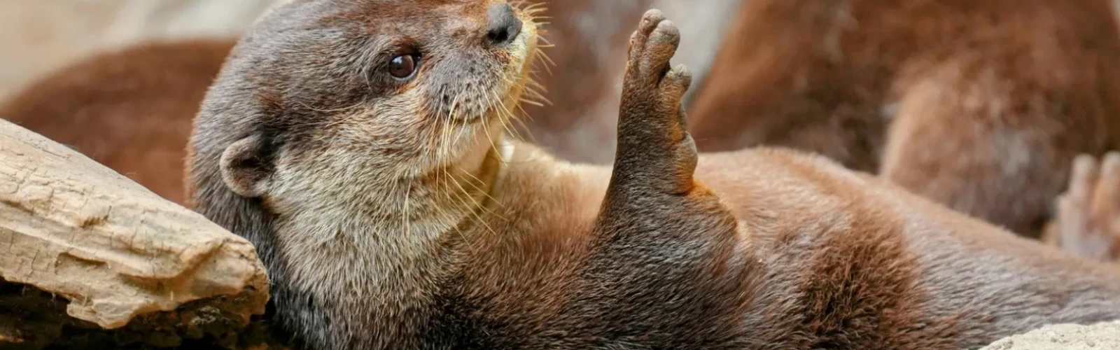 Wildlife Watching in Morro Bay: Sea Otters, Birdlife & Coastal Creatures