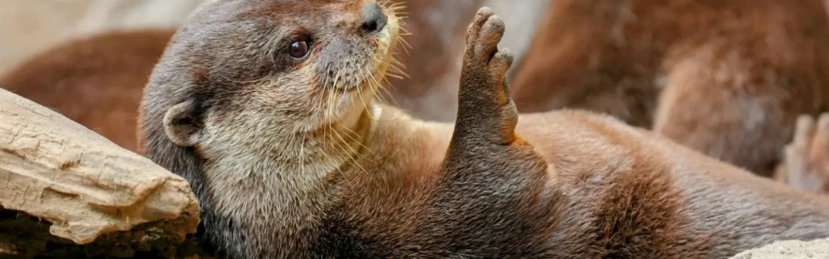 Wildlife Watching in Morro Bay: Sea Otters, Birdlife & Coastal Creatures