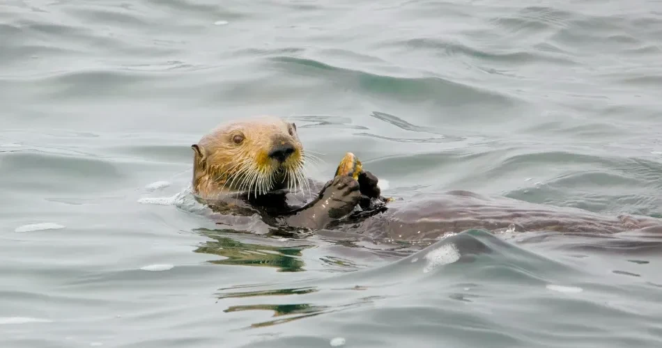 Morro Bay, California Hidden Gems: Local Favorites You Shouldn’t Miss