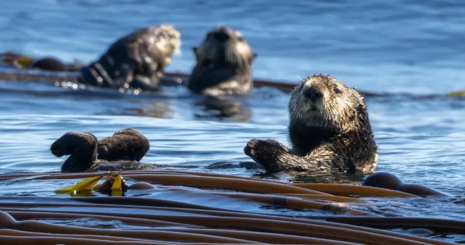 Wildlife Watching in Morro Bay: Sea Otters, Birdlife & Coastal Creatures