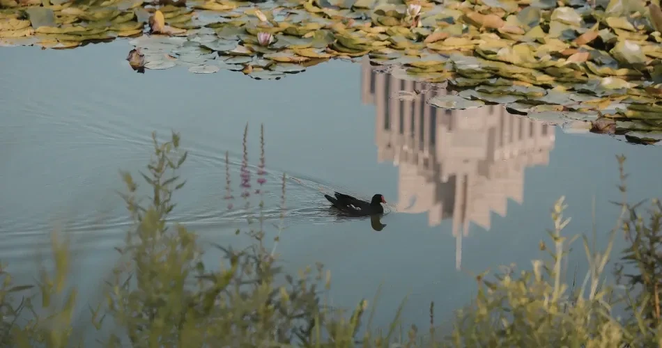 Wildlife Watching in Morro Bay: Sea Otters, Birdlife & Coastal Creatures