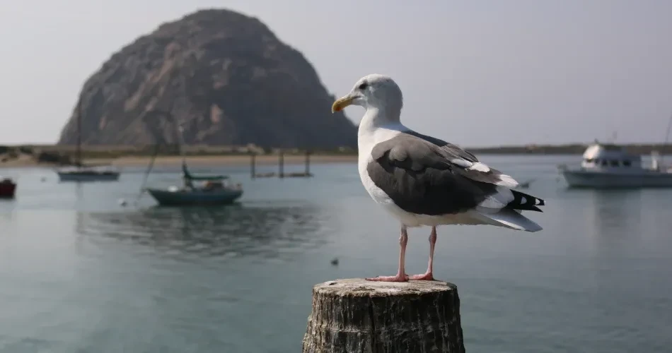 Wildlife Watching in Morro Bay: Sea Otters, Birdlife & Coastal Creatures